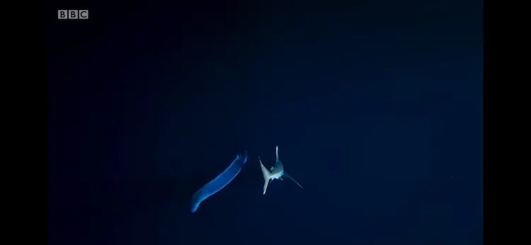Oceanic whitetip shark (Carcharhinus longimanus) as shown in Blue Planet II - The Deep